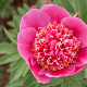 Paeonia off. 'Anemoniflora' GM  P11