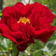 Paeonia (HH) 'The Mackinac Grand' GM  P11