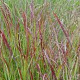 Panicum virgatum 'Buffalo Green' GM P9