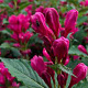 Weigela 'JS4' 125-150 cm met kluit struik