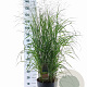 Panicum virgatum 'Prairie Sky' 60-120 cm 12L