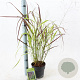 Panicum virgatum 'Squaw' 30-60 cm 2,0L