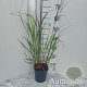 Panicum virgatum 'Squaw' GM 2,0L