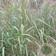 Panicum virgatum 'Warrior' GM P9