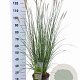 Pennisetum alopecuroides 30-40 cm 6,5L