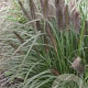 Pennisetum al. 'Black Alvernee' GM P9