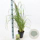 Pennisetum al. 'Black Beauty' 25-30 cm 2,0L