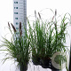 Pennisetum al. 'Black Beauty' 25-30 cm 3,0L