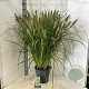 Pennisetum al. 'Black Beauty' 30-40 cm 12L