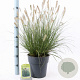 Pennisetum al. 'Hameln' 30-40 cm 6,5L