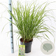 Pennisetum al. 'Redhead' 30-40 cm 6,5L