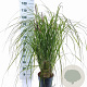 Pennisetum al. 'Redhead' 30-40 cm 6,5L