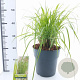 Pennisetum al. 'Redhead' 30-40 cm 6,5L