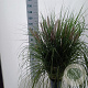 Pennisetum al. 'Redhead' 30-40 cm 6,5L