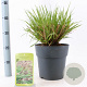 Pennisetum al. 'Redhead' 30-40 cm 6,5L