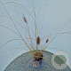 Pennisetum al. 'Redhead' 50-60 cm 2,5L