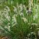 Pennisetum al. 'Tiny Twinkler' GM P9