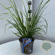 Pennisetum alopecuroides viridesc. 25-30 cm 2,0L