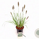 Pennisetum alopecuroides viridesc. 30-40 cm 3,0L