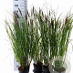 Pennisetum alopecuroides viridesc. 30-40 cm 3,0L