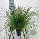 Pennisetum alopecuroides viridesc. 30-40 cm 6,5L