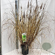 Pennisetum alopecuroides viridesc. 30-40 cm 6,5L
