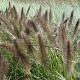 Pennisetum alopecuroides viridesc. GM P9