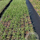 Pennisetum macrourum GM 2,0L