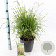 Pennisetum or. 'Fairy Tails' 30-40 cm 6,5L
