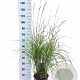 Pennisetum or. 'Fairy Tails' 30-40 cm 6,5L