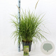 Pennisetum or. 'Fairy Tails' 30-40 cm 6,5L