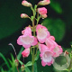 Penstemon 'Apple Blossom' GM P9