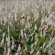 Persicaria a. 'Alba' GM P9