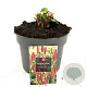 Persicaria a. 'Dark Red' GM 2,0L