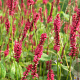 Persicaria a. 'JS Calor' GM P9