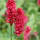 Persicaria a. 'JS Delgado Macho' GM P9