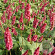 Persicaria a. 'Lisan' GM P9