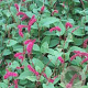 Persicaria amplexicaulis pendula GM P9