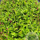 Persicaria a. 'Speciosa' GM 2,0L