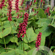 Persicaria a. 'Taurus' GM P9