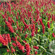 Persicaria a. 'Taurus' GM P9