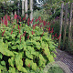 Persicaria a. 'Taurus' GM P9