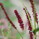 Persicaria a. 'Vesuvius' GM P9