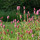 Persicaria bistorta carnea GM P9
