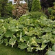 Petasites japonicus 'Nishiki-buki' GM P9