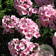 Phlox (P) 'Elizabeth Arden' GM P9