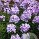 Phlox (P) 'Franz Schubert' GM P9
