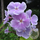 Phlox (P) 'Franz Schubert' GM P9