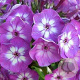 Phlox (P) 'Laura' GM P9