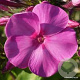 Phlox 'Minnehaha' GM P9